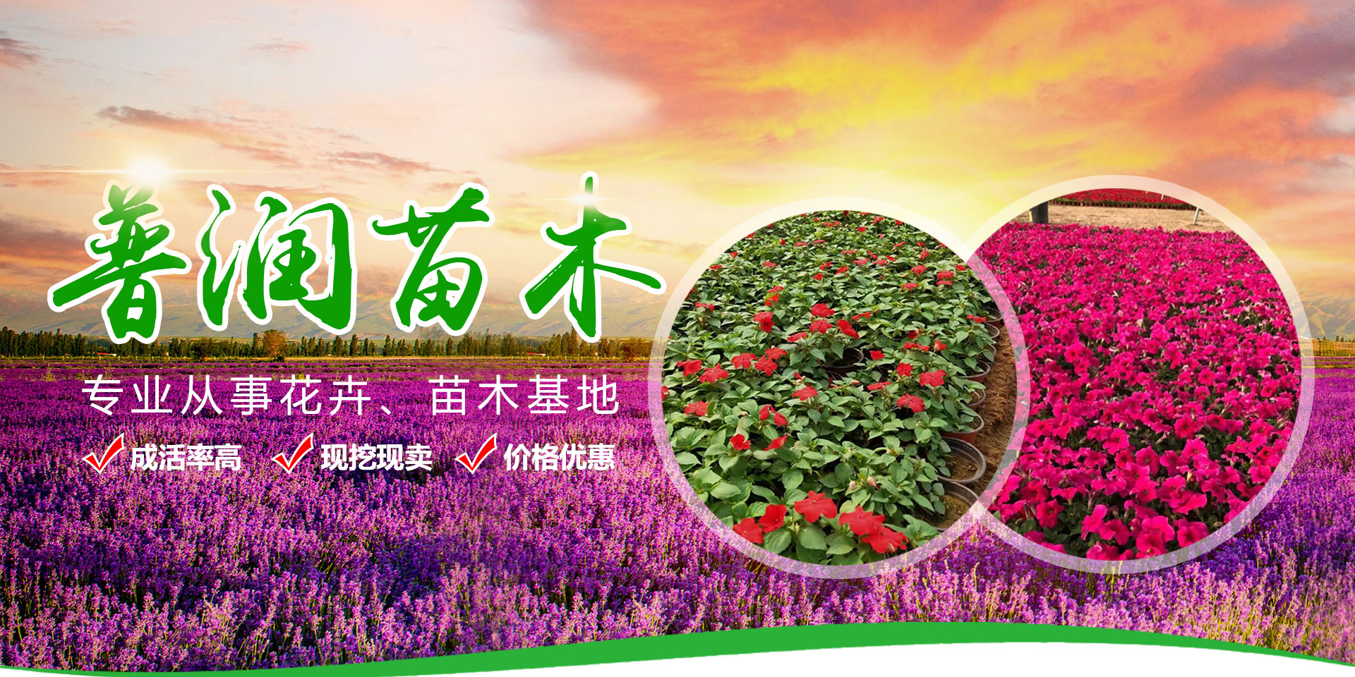 青州市普润苗木有限公司