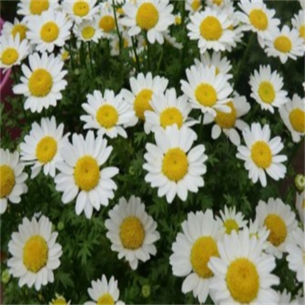 雏菊