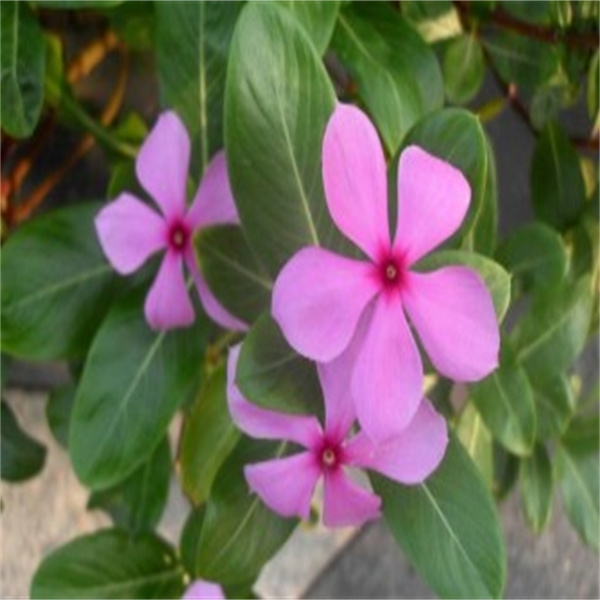 长春花