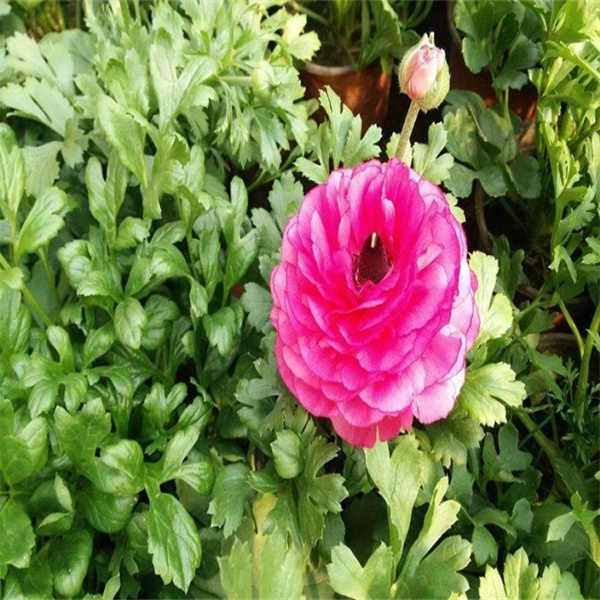 芹叶牡丹