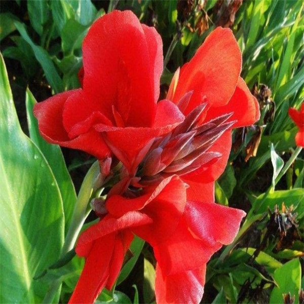 美人蕉（红花）